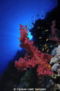 sun over the reef by Cipriano (ripli) Gonzalez 
